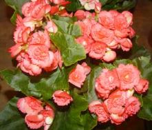 Begonia (tuberosa) - VerdeBlog