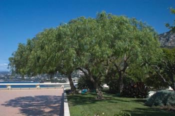 Verde urbano a Cerignola: gli alberi del finto pepe o pepe rosa